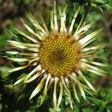 Lade das Bild in den Galerie-Viewer, Gewöhnliche Golddistel (Carlina vulgaris)