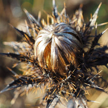 Lade das Bild in den Galerie-Viewer, Gewöhnliche Golddistel (Carlina vulgaris)