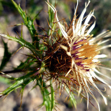 Lade das Bild in den Galerie-Viewer, Gewöhnliche Golddistel (Carlina vulgaris)