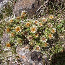 Lade das Bild in den Galerie-Viewer, Gewöhnliche Golddistel (Carlina vulgaris)