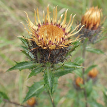Lade das Bild in den Galerie-Viewer, Gewöhnliche Golddistel (Carlina vulgaris)