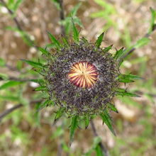 Lade das Bild in den Galerie-Viewer, Gewöhnliche Golddistel (Carlina vulgaris)