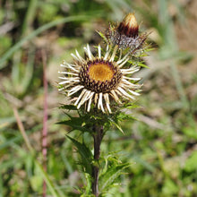 Lade das Bild in den Galerie-Viewer, Gewöhnliche Golddistel (Carlina vulgaris)