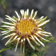 Lade das Bild in den Galerie-Viewer, Gewöhnliche Golddistel (Carlina vulgaris)