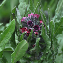 Lade das Bild in den Galerie-Viewer, Gewöhnliche Hundszunge (Cynoglossum officinale)