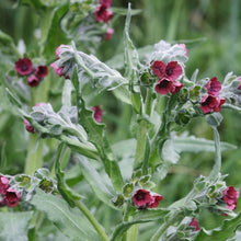 Lade das Bild in den Galerie-Viewer, Gewöhnliche Hundszunge (Cynoglossum officinale)