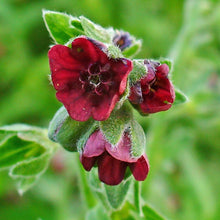 Lade das Bild in den Galerie-Viewer, Gewöhnliche Hundszunge (Cynoglossum officinale)