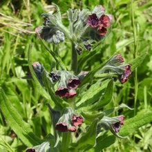 Lade das Bild in den Galerie-Viewer, Gewöhnliche Hundszunge (Cynoglossum officinale)