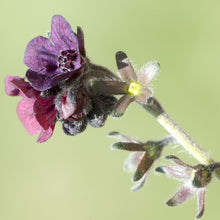 Lade das Bild in den Galerie-Viewer, Gewöhnliche Hundszunge (Cynoglossum officinale)