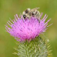 Lade das Bild in den Galerie-Viewer, Gewöhnliche Kratzdistel (Cirsium vulgare)