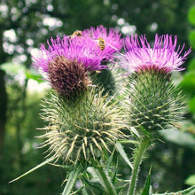 Lade das Bild in den Galerie-Viewer, Gewöhnliche Kratzdistel (Cirsium vulgare)