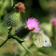 Lade das Bild in den Galerie-Viewer, Gewöhnliche Kratzdistel (Cirsium vulgare)