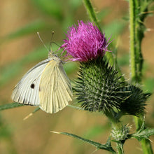 Lade das Bild in den Galerie-Viewer, Gewöhnliche Kratzdistel (Cirsium vulgare)
