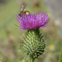 Lade das Bild in den Galerie-Viewer, Gewöhnliche Kratzdistel (Cirsium vulgare)