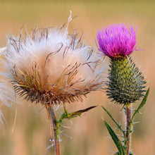 Lade das Bild in den Galerie-Viewer, Gewöhnliche Kratzdistel (Cirsium vulgare)