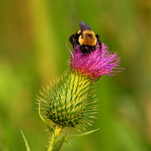 Lade das Bild in den Galerie-Viewer, Gewöhnliche Kratzdistel (Cirsium vulgare)