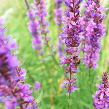 Lade das Bild in den Galerie-Viewer, Gewöhnlicher Blutweiderich (Lythrum salicaria)