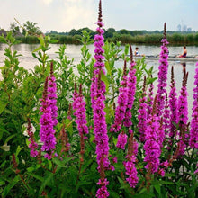 Lade das Bild in den Galerie-Viewer, Gewöhnlicher Blutweiderich (Lythrum salicaria)
