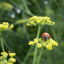 Lade das Bild in den Galerie-Viewer, Gewöhnlicher Fenchel (Foeniculum vulgare)
