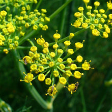 Lade das Bild in den Galerie-Viewer, Gewöhnlicher Fenchel (Foeniculum vulgare)