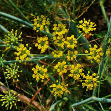 Lade das Bild in den Galerie-Viewer, Gewöhnlicher Fenchel (Foeniculum vulgare)