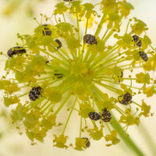 Lade das Bild in den Galerie-Viewer, Gewöhnlicher Fenchel (Foeniculum vulgare)