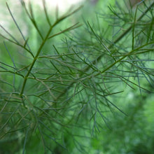 Lade das Bild in den Galerie-Viewer, Gewöhnlicher Fenchel (Foeniculum vulgare)