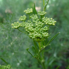 Lade das Bild in den Galerie-Viewer, Gewöhnlicher Fenchel (Foeniculum vulgare)
