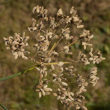 Lade das Bild in den Galerie-Viewer, Gewöhnlicher Fenchel (Foeniculum vulgare)