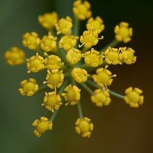 Lade das Bild in den Galerie-Viewer, Gewöhnlicher Fenchel (Foeniculum vulgare)