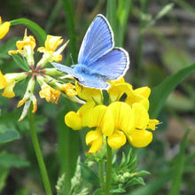 Lade das Bild in den Galerie-Viewer, Gewöhnlicher Hornklee (Lotus corniculatus)