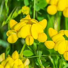 Lade das Bild in den Galerie-Viewer, Gewöhnlicher Hornklee (Lotus corniculatus)
