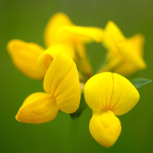 Lade das Bild in den Galerie-Viewer, Gewöhnlicher Hornklee (Lotus corniculatus)
