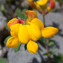 Lade das Bild in den Galerie-Viewer, Gewöhnlicher Hornklee (Lotus corniculatus)