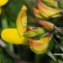 Lade das Bild in den Galerie-Viewer, Gewöhnlicher Hornklee (Lotus corniculatus)