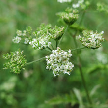Lade das Bild in den Galerie-Viewer, Gewöhnlicher Klettenkerbel (Torilis japonica)