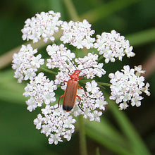 Lade das Bild in den Galerie-Viewer, Gewöhnlicher Klettenkerbel (Torilis japonica)