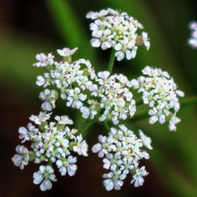 Lade das Bild in den Galerie-Viewer, Gewöhnlicher Klettenkerbel (Torilis japonica)