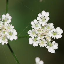 Lade das Bild in den Galerie-Viewer, Gewöhnlicher Klettenkerbel (Torilis japonica)