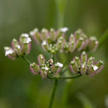 Lade das Bild in den Galerie-Viewer, Gewöhnlicher Klettenkerbel (Torilis japonica)