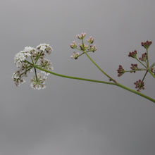 Lade das Bild in den Galerie-Viewer, Gewöhnlicher Klettenkerbel (Torilis japonica)