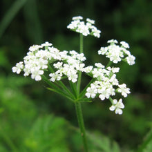 Lade das Bild in den Galerie-Viewer, Gewöhnlicher Klettenkerbel (Torilis japonica)