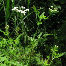 Lade das Bild in den Galerie-Viewer, Gewöhnlicher Klettenkerbel (Torilis japonica)