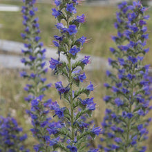 Lade das Bild in den Galerie-Viewer, Gewöhnlicher Natternkopf (Echium vulgare)