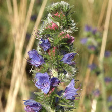 Lade das Bild in den Galerie-Viewer, Gewöhnlicher Natternkopf (Echium vulgare)