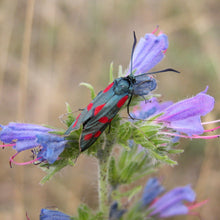 Lade das Bild in den Galerie-Viewer, Gewöhnlicher Natternkopf (Echium vulgare)