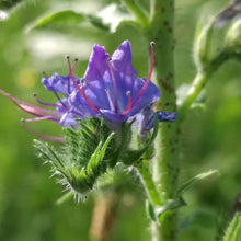 Lade das Bild in den Galerie-Viewer, Gewöhnlicher Natternkopf (Echium vulgare)