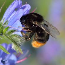 Lade das Bild in den Galerie-Viewer, Gewöhnlicher Natternkopf (Echium vulgare)