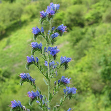Lade das Bild in den Galerie-Viewer, Gewöhnlicher Natternkopf (Echium vulgare)