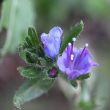 Lade das Bild in den Galerie-Viewer, Gewöhnlicher Natternkopf (Echium vulgare)